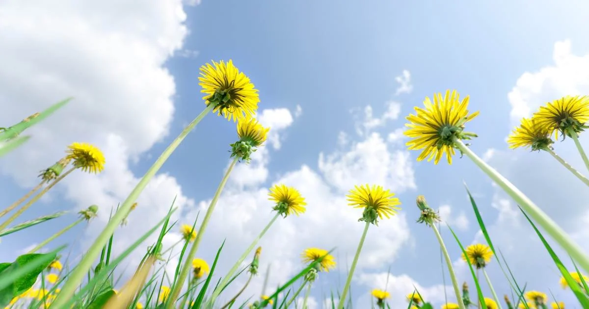 Low-angle view of yellow dandelions growing tall against a bright blue sky with scattered clouds.